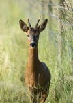 16th June Roe Buck
