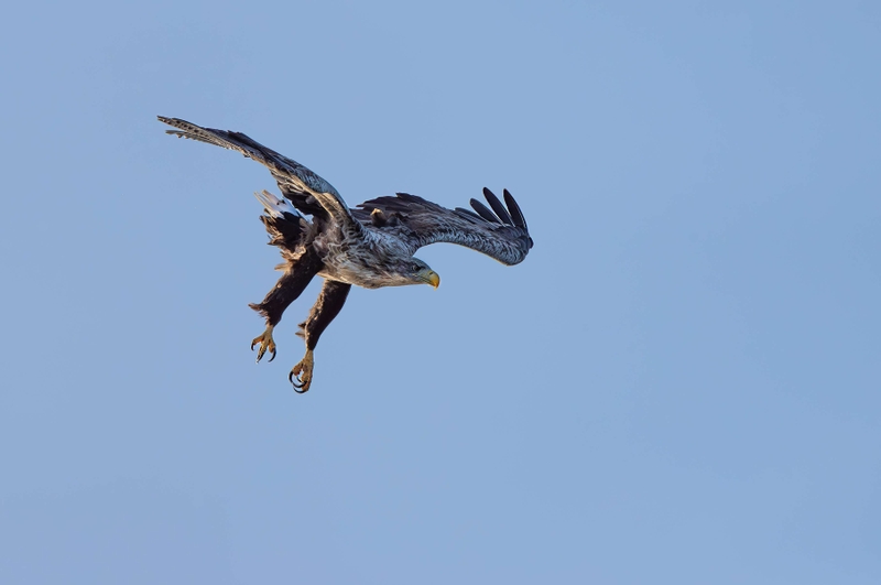 White Tailed Eagle - Isle of Mull - Scotland