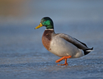 Mallard - Anas platyrhynchos