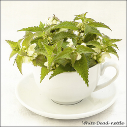Wild flowers in an cup and saucer portfolio