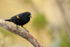 Red-winged Blackbird (male), Bosque del Apache, New Mexico, USA