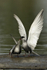 Whiskered Terns  -  displaying