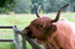 Highland Cow - 9967