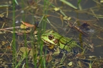 Marsh Frog