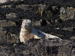 MMP007: Common Seal