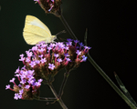 Small White feeding on Verbena, Oxfordshire, UK