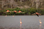Four American Flamingos flying, Floreana, Galapagos