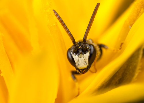 [i]Hylaeus hyalinatus[/i] male in a Rough Hawkbit flower.