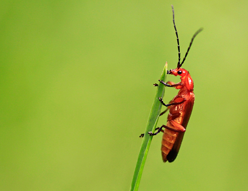 [align=center]Soldier Beetle, Saddleworth,England[/align]
