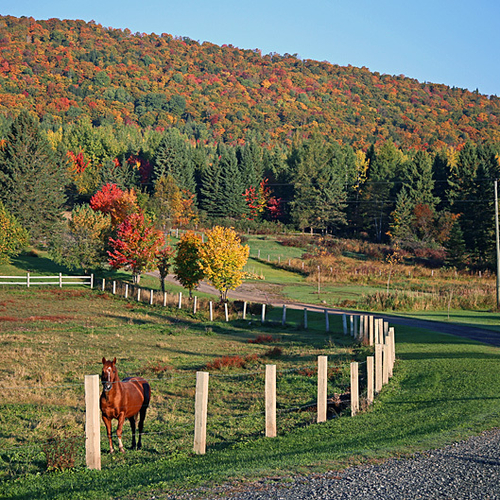 A horse peers over a pasture fence amid late September autumn splendor.