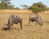 Africa-164