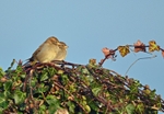 House Sparrows