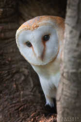 Barn Owl