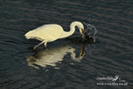 Little Egret 290712 4