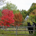 Autumn's Onset New Brunswick Fall Foliage