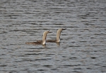 Red-throated Divers