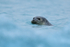 Common Seal swimming, Jokulsarlon, Iceland