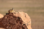 Viscacha looks out from rock, Machuca, Chile