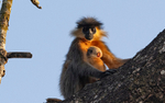 Capped Langur