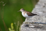 Common Sandpiper
