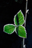 Frost on blackberry leaf
