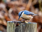 Nuthatch