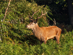 Red Deer