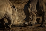 Southern White Rhinoceros - RLP0874