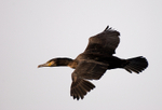 Cormorant