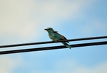 Roller
