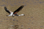 Chilean Flamingo (immature) lifts off from water, Machuca, Chile