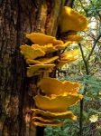 Chicken of the Woods (01)