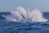0A3A4133. Breaching Splash 1