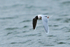 Little Gull in flight over Farmoor 1