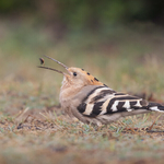 3rd Open  51 Hoopoe feeding