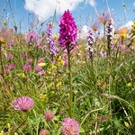 Hybrid vanilla orchid  G. x suaveolens. This is a hybrid between Gymnadenia conopsea  and G. rhellicani.