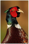 Regal Pheasant