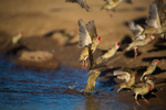 Red-billed Quelea drinking 3