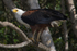 African Fish Eagle with fish in talons