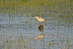 Squacco Heron