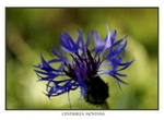 Centaurea montana