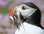 Puffen with Fish 9