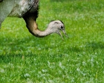 Ostrich