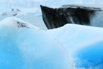 Sabine's Gull amongst icebergs, Jokulsarlon, Iceland