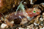 Lebetus scorpioides