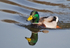 Mallard