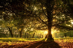 Trees of Ae