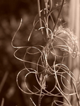Concentric_Chaos