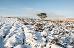 Tree on Round Hill, Long Mynd