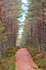 Woodscape